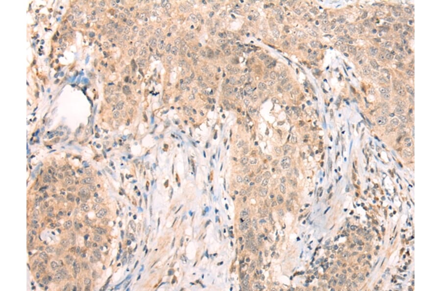 Immunohistochemistry - APCDD1 Antibody from Signalway Antibody (43286) - Antibodies.com