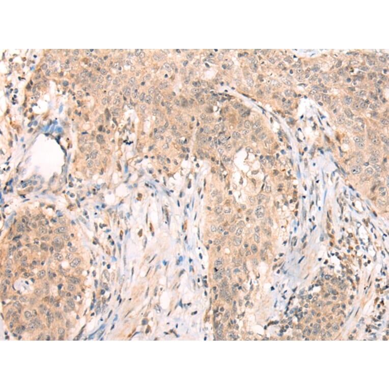 Immunohistochemistry - APCDD1 Antibody from Signalway Antibody (43286) - Antibodies.com