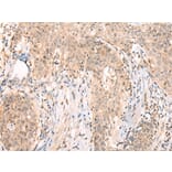 Immunohistochemistry - APCDD1 Antibody from Signalway Antibody (43286) - Antibodies.com