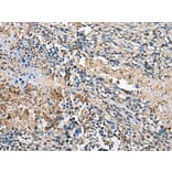 Immunohistochemistry - LMNTD1 Antibody from Signalway Antibody (43355) - Antibodies.com