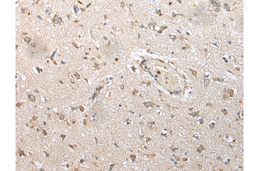 Immunohistochemistry - NUDT14 Antibody from Signalway Antibody (43376) - Antibodies.com