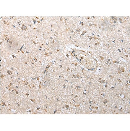 Immunohistochemistry - NUDT14 Antibody from Signalway Antibody (43376) - Antibodies.com
