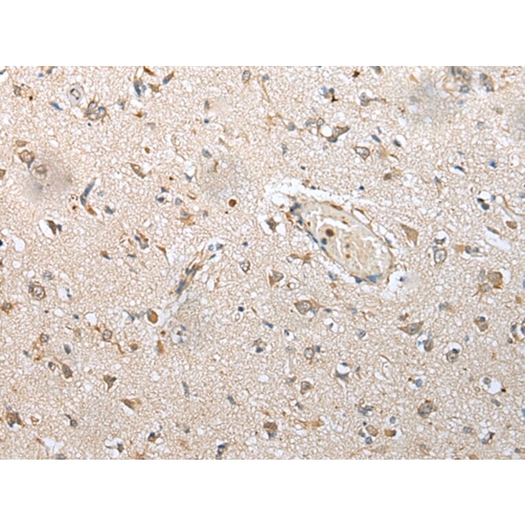 Immunohistochemistry - NUDT14 Antibody from Signalway Antibody (43376) - Antibodies.com