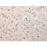 Immunohistochemistry - NUDT14 Antibody from Signalway Antibody (43376) - Antibodies.com