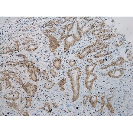 Immunohistochemistry - ZNF473 Antibody from Signalway Antibody (43439) - Antibodies.com