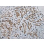 Immunohistochemistry - ZNF473 Antibody from Signalway Antibody (43439) - Antibodies.com