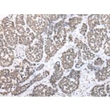 Immunohistochemistry - PTGER3 Antibody from Signalway Antibody (43458) - Antibodies.com