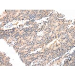 Immunohistochemistry - PTGER3 Antibody from Signalway Antibody (43458) - Antibodies.com