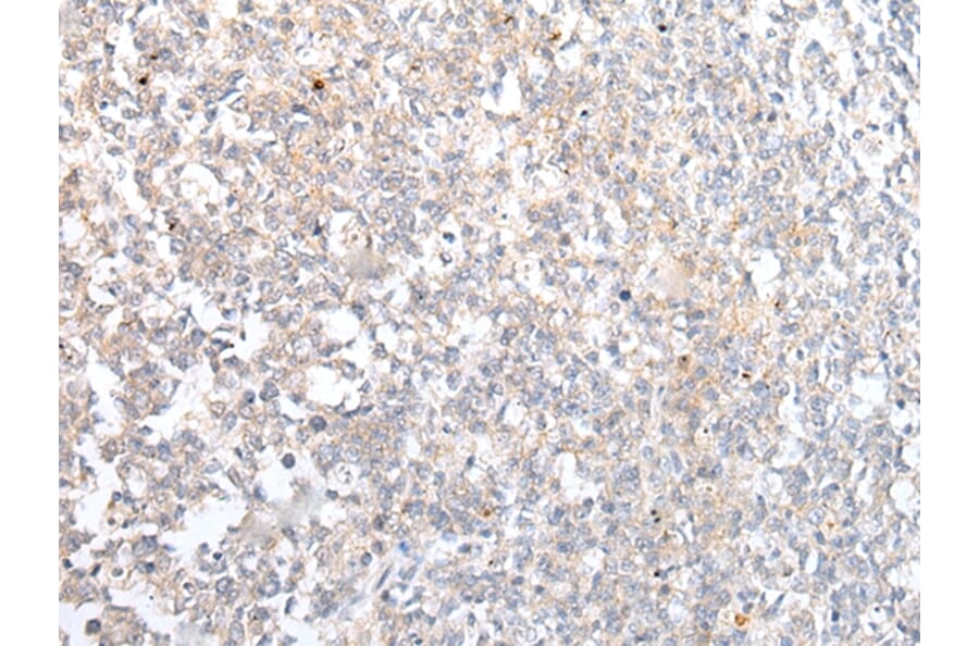 Immunohistochemistry - ABCB10 Antibody from Signalway Antibody (43466) - Antibodies.com