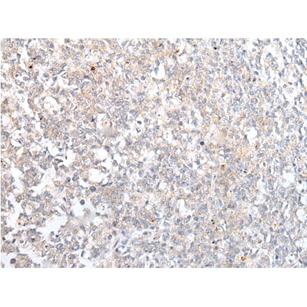 Immunohistochemistry - ABCB10 Antibody from Signalway Antibody (43466) - Antibodies.com