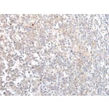 Immunohistochemistry - ABCB10 Antibody from Signalway Antibody (43466) - Antibodies.com