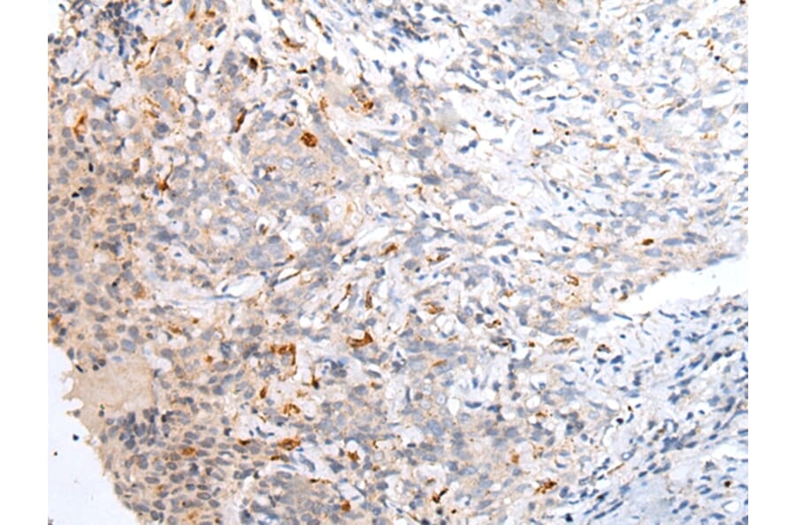 Immunohistochemistry - ABCB10 Antibody from Signalway Antibody (43466) - Antibodies.com