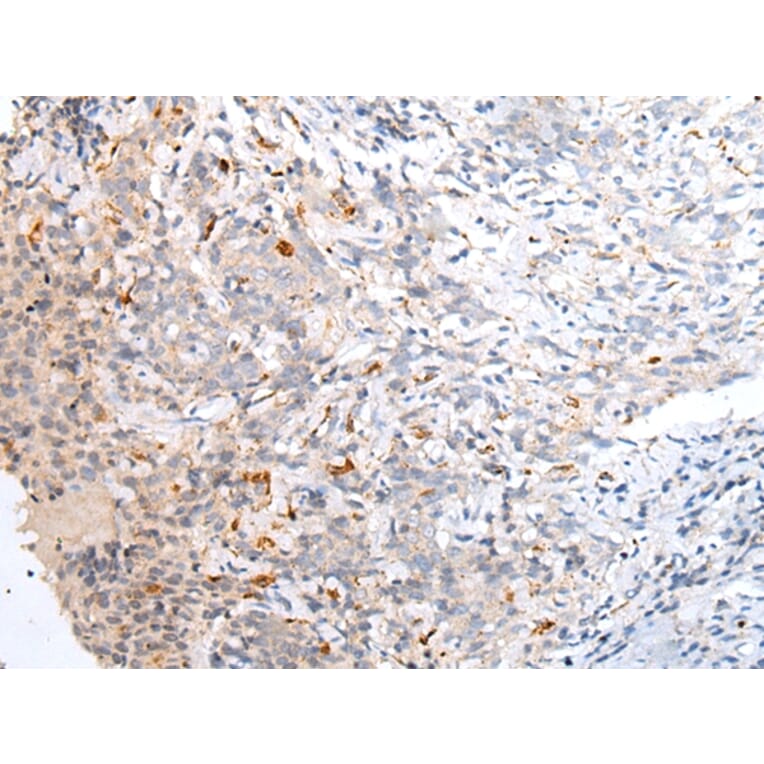 Immunohistochemistry - ABCB10 Antibody from Signalway Antibody (43466) - Antibodies.com