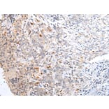 Immunohistochemistry - ABCB10 Antibody from Signalway Antibody (43466) - Antibodies.com