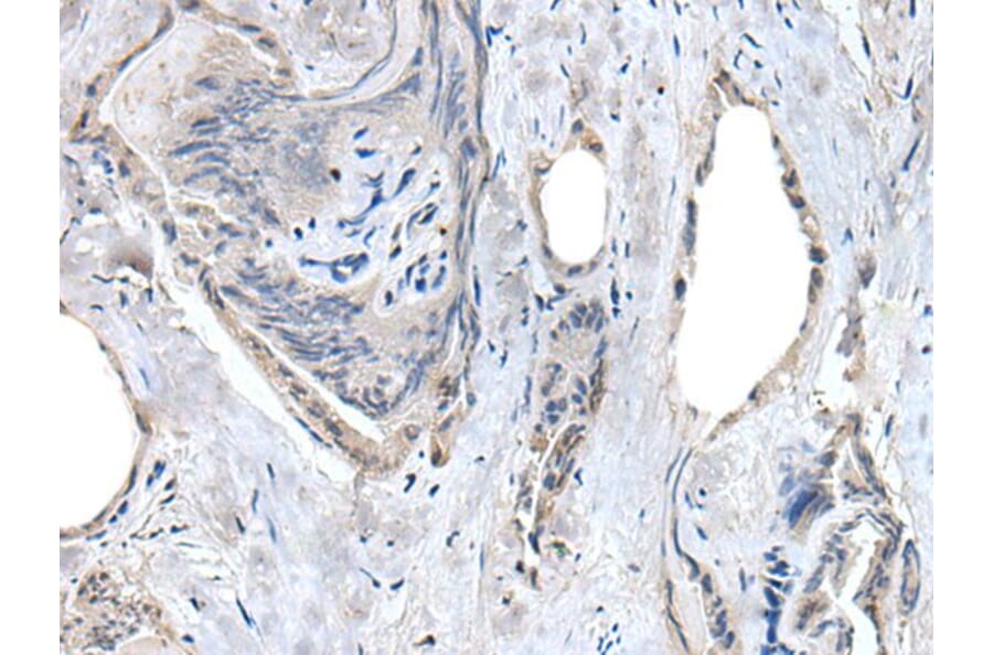 RASSF8 Antibody from Signalway Antibody (43530) - Antibodies.com