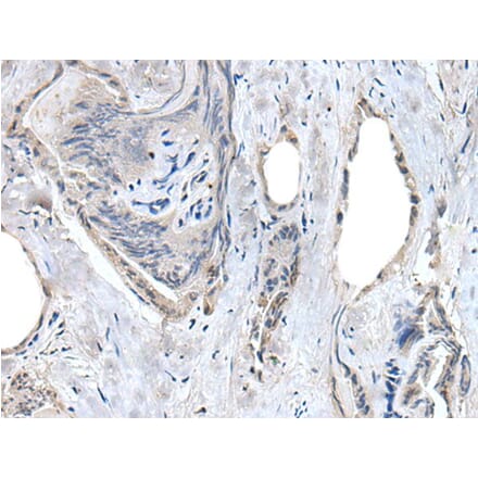 RASSF8 Antibody from Signalway Antibody (43530) - Antibodies.com