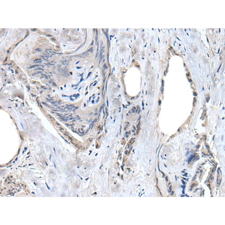 RASSF8 Antibody from Signalway Antibody (43530) - Antibodies.com