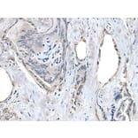 RASSF8 Antibody from Signalway Antibody (43530) - Antibodies.com