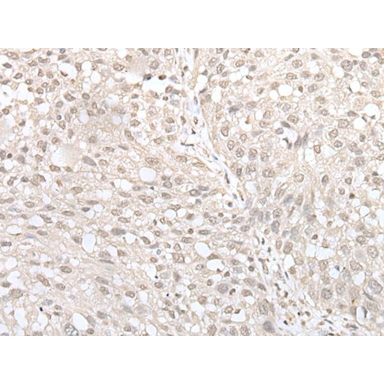 MIF4GD Antibody from Signalway Antibody (43560) - Antibodies.com