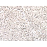 MIF4GD Antibody from Signalway Antibody (43560) - Antibodies.com
