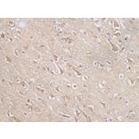 MIF4GD Antibody from Signalway Antibody (43560) - Antibodies.com