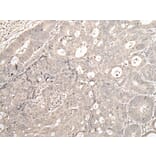 ZNF138 Antibody from Signalway Antibody (43568) - Antibodies.com
