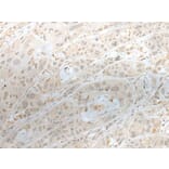 ZBTB18 Antibody from Signalway Antibody (43575) - Antibodies.com