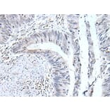 UBE2T Antibody from Signalway Antibody (43604) - Antibodies.com