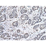 UBE2E3 Antibody from Signalway Antibody (43605) - Antibodies.com
