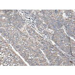 UNC13B Antibody from Signalway Antibody (43616) - Antibodies.com