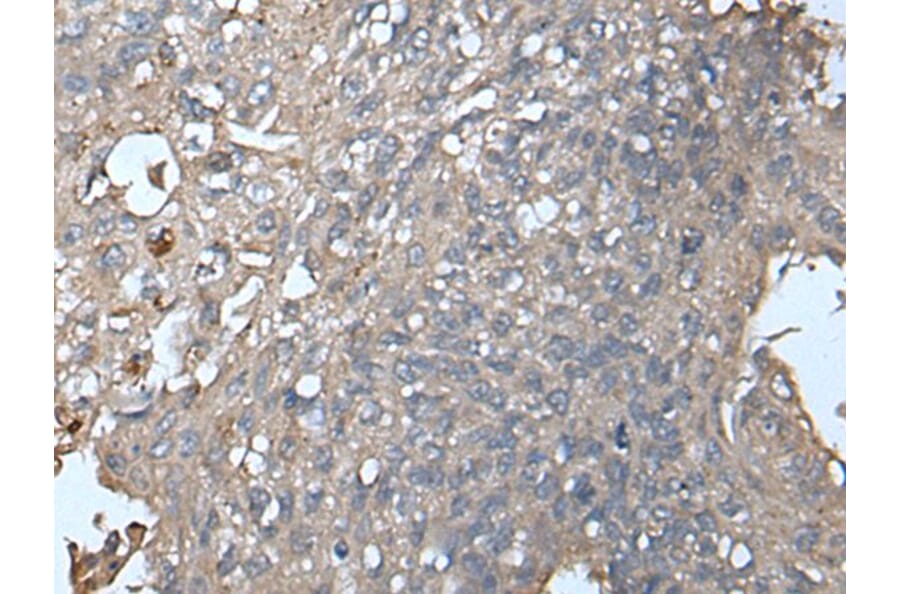 UNC13B Antibody from Signalway Antibody (43616) - Antibodies.com