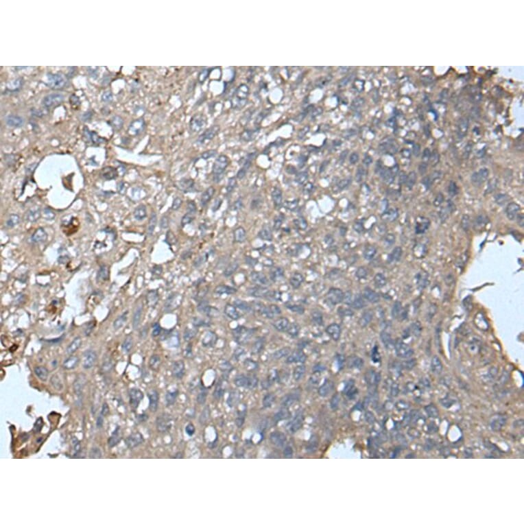 UNC13B Antibody from Signalway Antibody (43616) - Antibodies.com