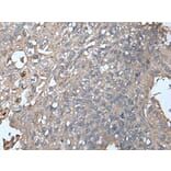UNC13B Antibody from Signalway Antibody (43616) - Antibodies.com