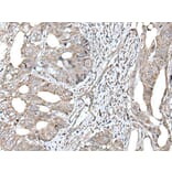 RAD54B Antibody from Signalway Antibody (43630) - Antibodies.com