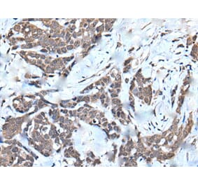 HNRNPU Antibody from Signalway Antibody (43645) - Antibodies.com