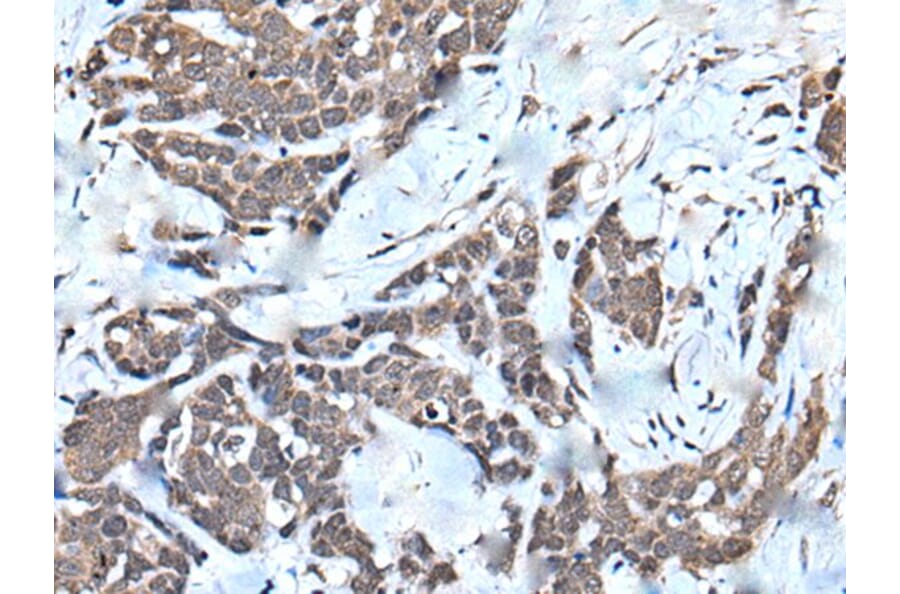 HNRNPU Antibody from Signalway Antibody (43645) - Antibodies.com