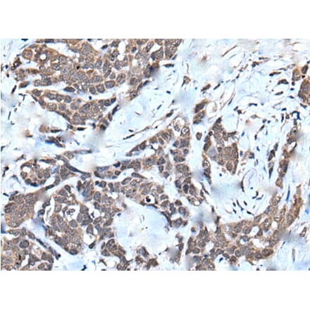 HNRNPU Antibody from Signalway Antibody (43645) - Antibodies.com