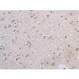 CLDN12 Antibody from Signalway Antibody (43652) - Antibodies.com