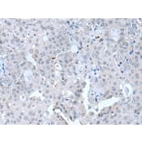 CLDN12 Antibody from Signalway Antibody (43652) - Antibodies.com