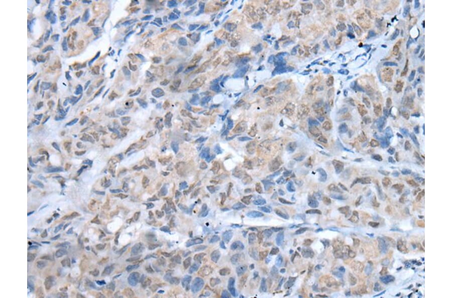 TMEM97 Antibody from Signalway Antibody (43655) - Antibodies.com