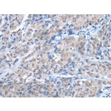 TMEM97 Antibody from Signalway Antibody (43655) - Antibodies.com