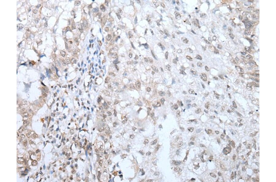 TMEM97 Antibody from Signalway Antibody (43655) - Antibodies.com