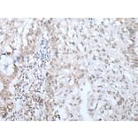 TMEM97 Antibody from Signalway Antibody (43655) - Antibodies.com