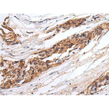 GABRR2 Antibody from Signalway Antibody (43672) - Antibodies.com