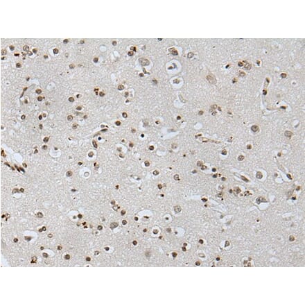 NANOG Antibody from Signalway Antibody (43696) - Antibodies.com