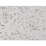 NANOG Antibody from Signalway Antibody (43696) - Antibodies.com