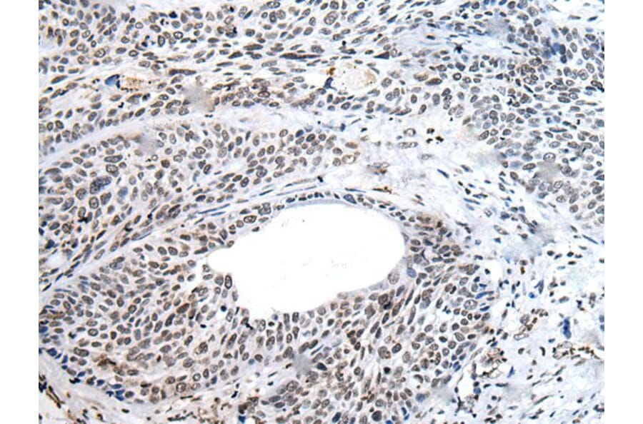 NANOG Antibody from Signalway Antibody (43696) - Antibodies.com