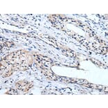 LINGO1 Antibody from Signalway Antibody (43744) - Antibodies.com