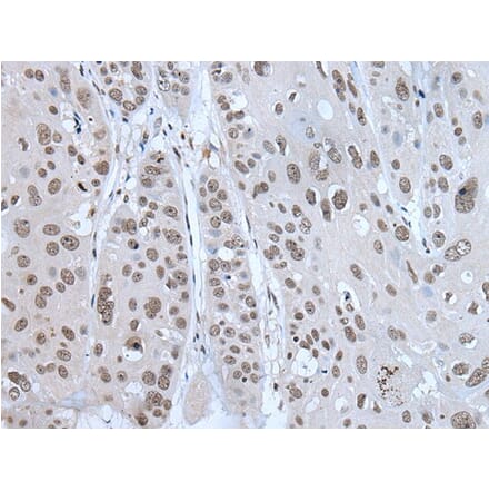 HAND1 Antibody from Signalway Antibody (43771) - Antibodies.com