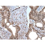 ZNF787 Antibody from Signalway Antibody (43790) - Antibodies.com